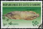 Les poissons - Heterotis Niloticus